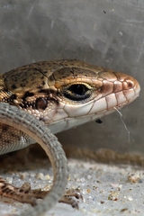 Podarcis erhardii