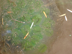 Oophila amblystomatis