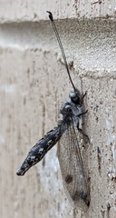 Ululodes quadripunctatus