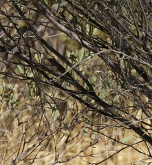 Conopophila whitei