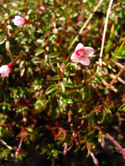 Epilobium hohuanense