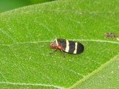 Prosapia simulans