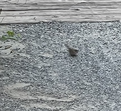 Thryomanes bewickii spilurus