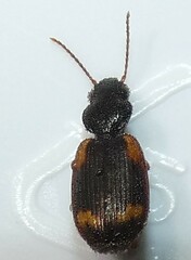 Apenes sinuata