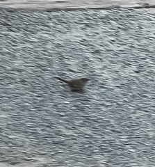 Thryomanes bewickii spilurus