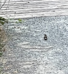 Thryomanes bewickii spilurus