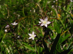 Swertia macrosperma