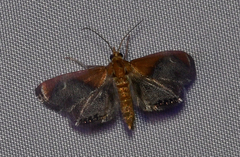 Chalcoela iphitalis