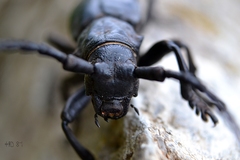 Herophila fairmairei