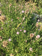 Cirsium arvense