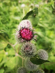 Arctium tomentosum