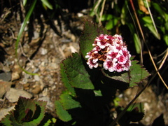 Spiraea morrisonicola
