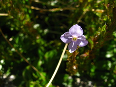 Veronica morrisonicola