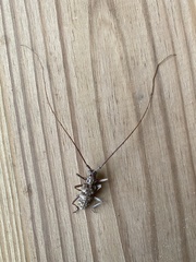 Monochamus titillator