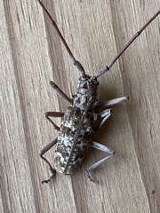 Monochamus titillator