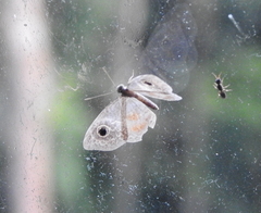 Perophthalma tullius