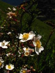 Rosa transmorrisonensis