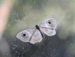 Perophthalma tullius image