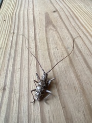 Monochamus titillator