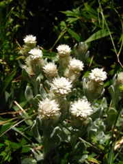 Anaphalis nepalensis