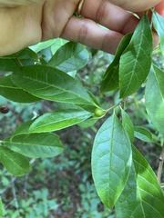 Ilex laevigata