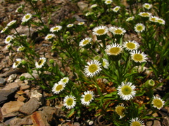 Erigeron morrisonensis