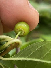 Ilex laevigata
