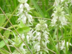 Monarda pectinata