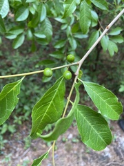 Ilex laevigata