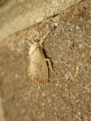 Adoneta bicaudata