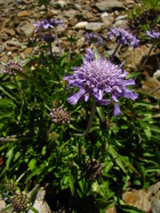 Scabiosa lacerifolia