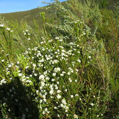 Lachnaea diosmoides