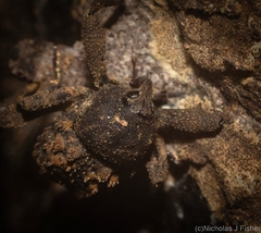 Methidrysis afflicta