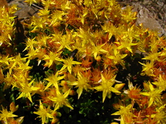 Sedum morrisonense