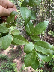 Vaccinium caesariense