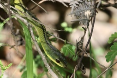 Mastigodryas dorsalis