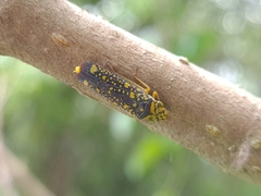 Aulacizes conspersa