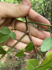 Vaccinium caesariense