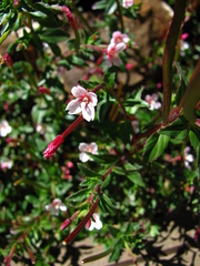 Epilobium hohuanense