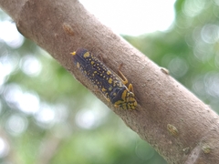 Aulacizes conspersa