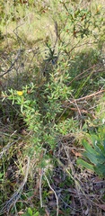 Pultenaea rariflora