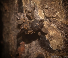 Methidrysis afflicta