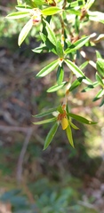 Pultenaea rariflora