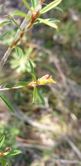 Pultenaea rariflora