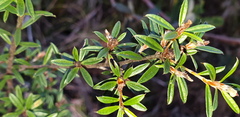 Pultenaea rariflora