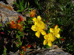 Hypericum nagasawae
