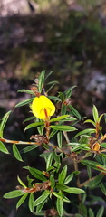 Pultenaea rariflora