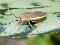 Catorhintha selector