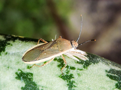 Catorhintha selector