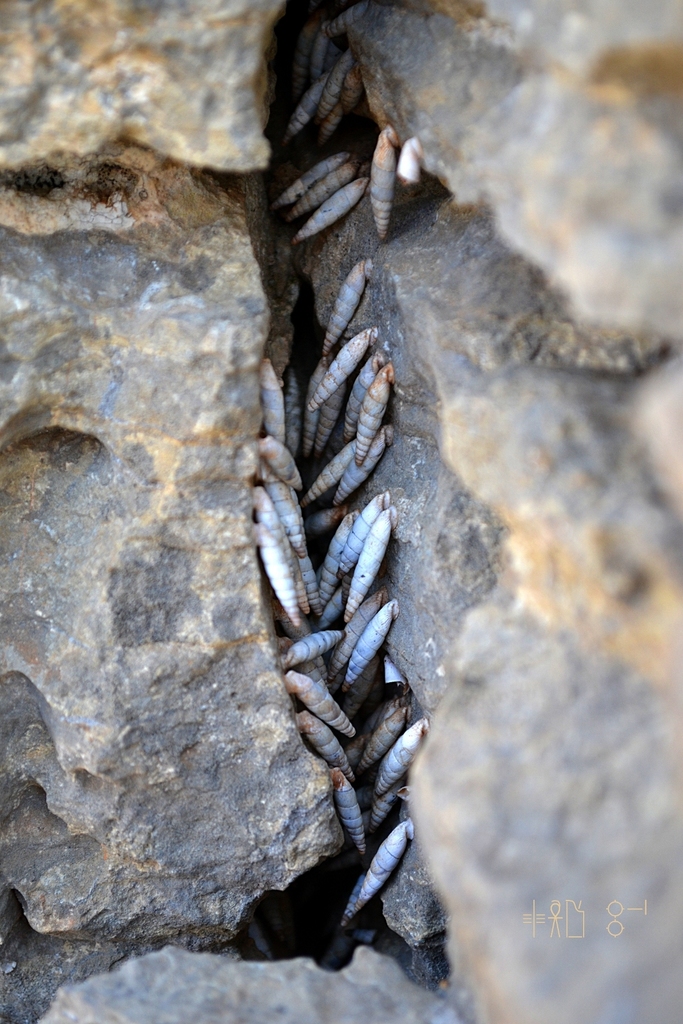 Albinaria cristatella